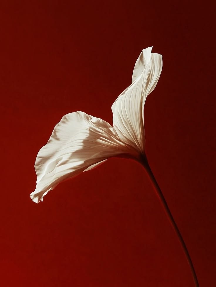 White flower against a deep red background